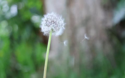 白色滑移就是山猫？别让颜色骗了你的钱包！